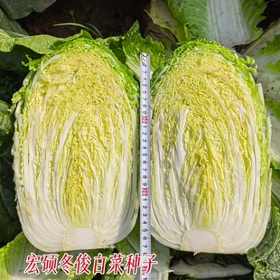宏硕冬俊白菜种子农家秋播耐寒冬白菜籽结球黄心大白菜籽蔬菜种孑