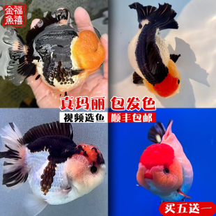 精品玛丽泰狮金鱼黑白三色将军短尾原泰狮f1观赏鱼鱼苗冷水耐活