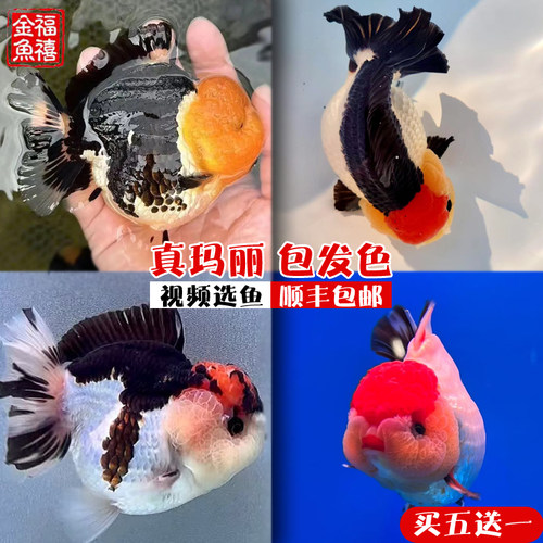 耐活体型好冷水鱼金鱼淡水鱼