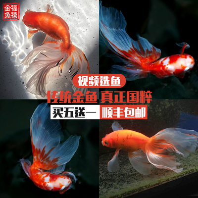 国粹金鱼丹凤文凤淡水鱼冷水鱼