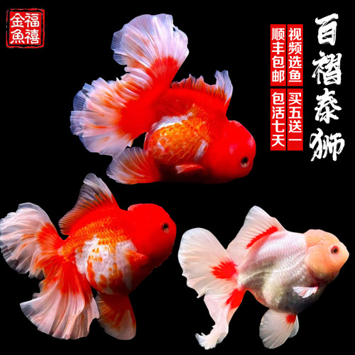 精品百褶泰狮进口金鱼f1观赏鱼苗将军冷水淡水原泰好养耐活观赏鱼