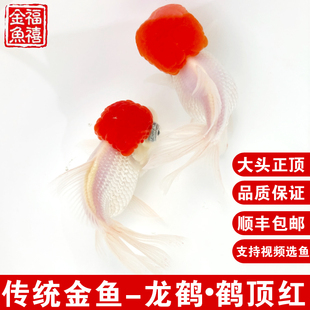观赏金鱼活体活鱼精品鹤顶红鱼苗冷水淡水鱼传统金鱼丹顶红龙眼鹤