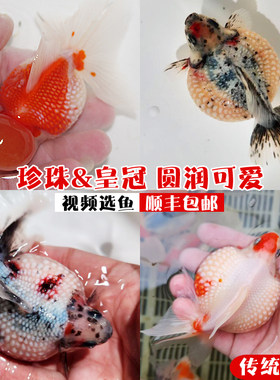 精品红白五花鼠头珍珠活体冷水鱼
