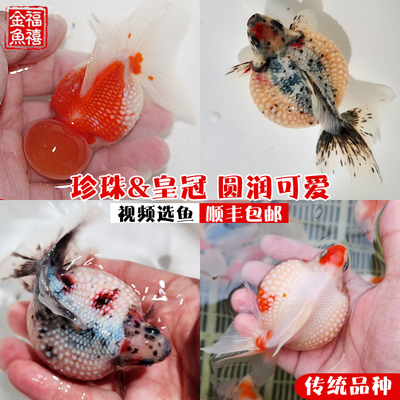 精品红白五花鼠头珍珠活体冷水鱼