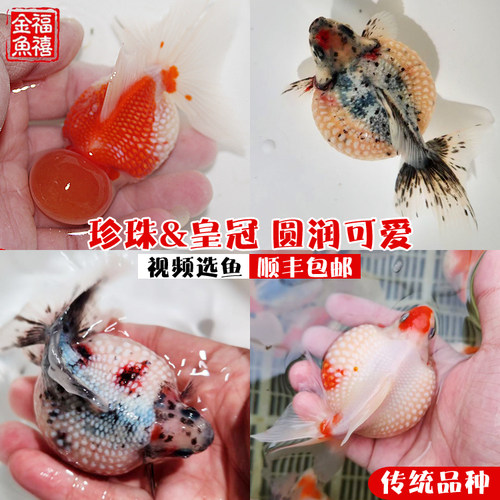 精品红白五花鼠头珍珠活体冷水鱼