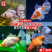冷水鱼布里斯托金鱼草金泰狮兰寿好养耐活观赏鱼鱼苗活体奶牛三色