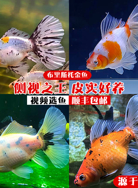 冷水鱼布里斯托金鱼草金泰狮兰寿好养耐活观赏鱼鱼苗活体奶牛三色