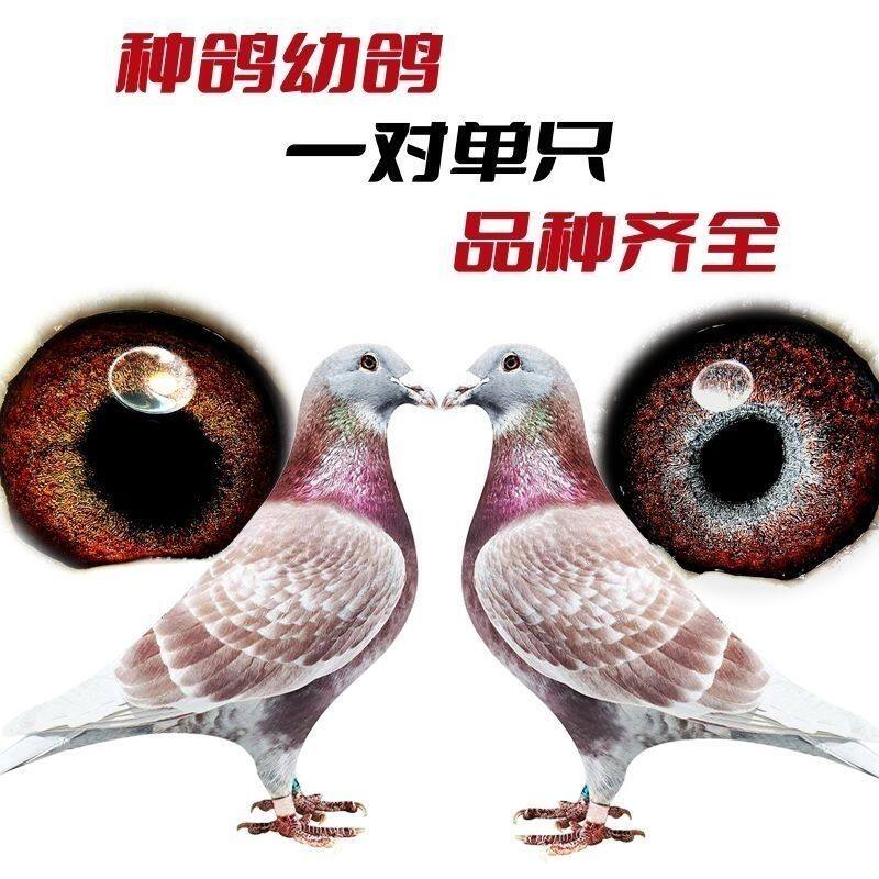 詹森红狐红雨点赛鸽幼鸽包活到家