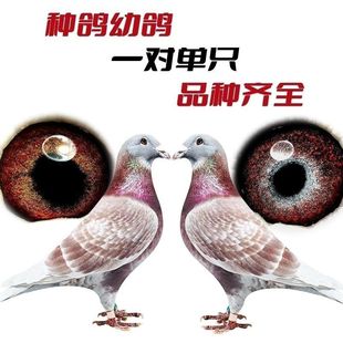 詹森种鸽赛鸽血统鸽红狐信鸽红雨点幼鸽成绩鸽包邮包活包健康到家