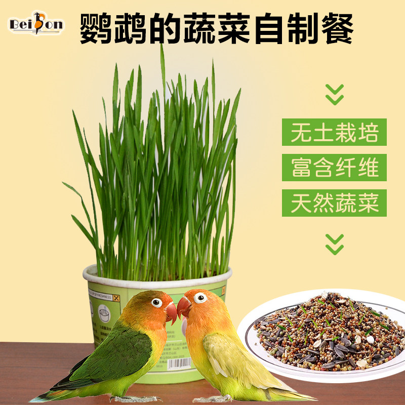 鹦鹉食用草小麦种子粮玄凤牡丹虎皮小太阳促进消化啃咬饲料鸟食盒,宠物/宠物食品及用品,鸟零食,淘宝优惠券,粉丝福利购,淘宝优惠卷