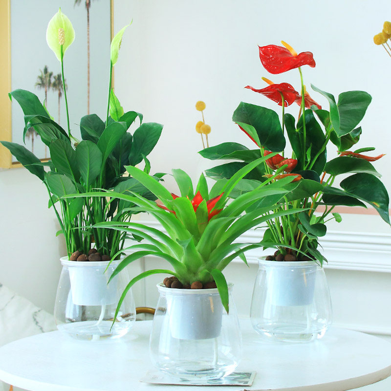 室内花卉哪种好,适合室内养的植物,比较好养的室内花卉(第4页)_大山谷图库