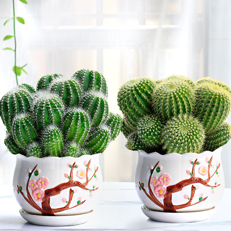 群生仙人球仙人掌金冠银冠肉肉室内办公室桌面多肉植物绿植大盆栽