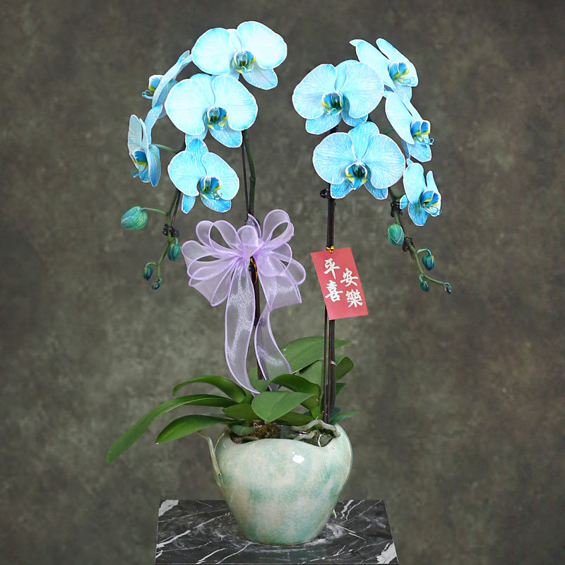蝴蝶兰【蓝色马卡龙】活体吸色带花带盆组好送礼茶桌客厅书房装饰