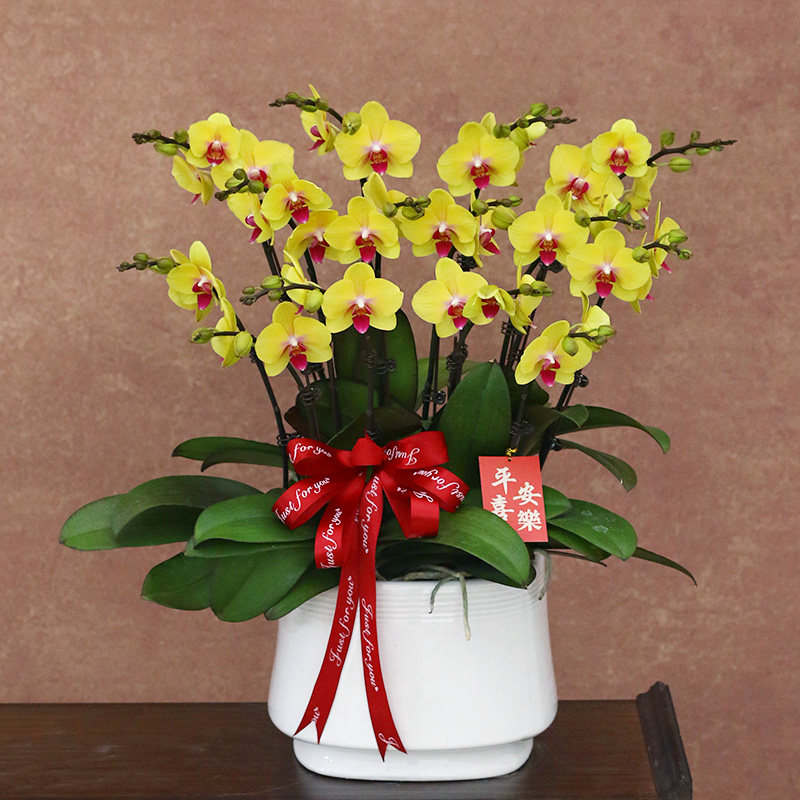 蝴蝶兰【金孔雀】 带花带盆组好伴手礼婚礼送礼茶桌客厅美化装饰,鲜花速递/花卉仿真/绿植园艺,时令草本花卉,淘宝优惠券,粉丝福利购,淘宝优惠卷
