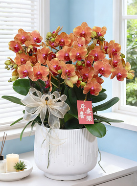 【金桔树】橙色蝴蝶兰带花带盆组好伴手礼送礼茶桌客厅美化装饰