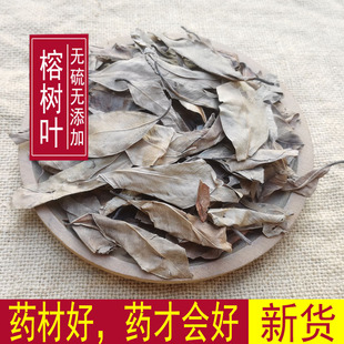 榕树叶中药材 落地金钱 细叶榕 小格叶 榕树叶子 小叶榕500克包邮