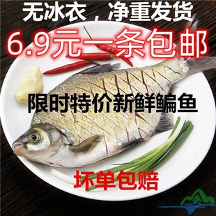 野土鳊鱼武昌鱼新鲜鲂鱼扁鱼原生态饭店食堂快餐采购超市三角鲂