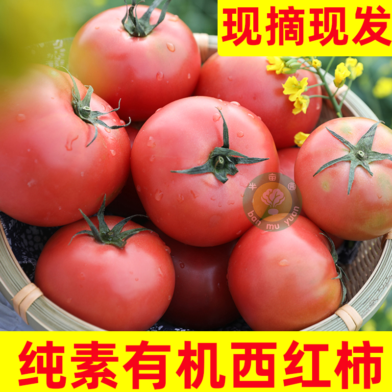 半亩园初恋有机西红柿礼盒