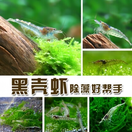 黑壳虾除藻工具虾草虾淡水草缸清洁虾饲料虾活体包邮观赏虾花腰虾