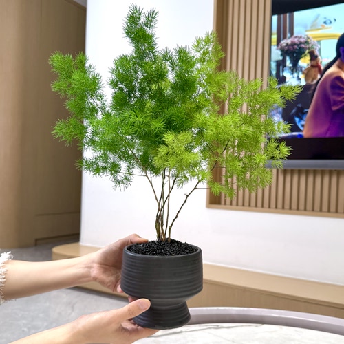 侘寂禅意风蓬莱松放青松盆栽好养