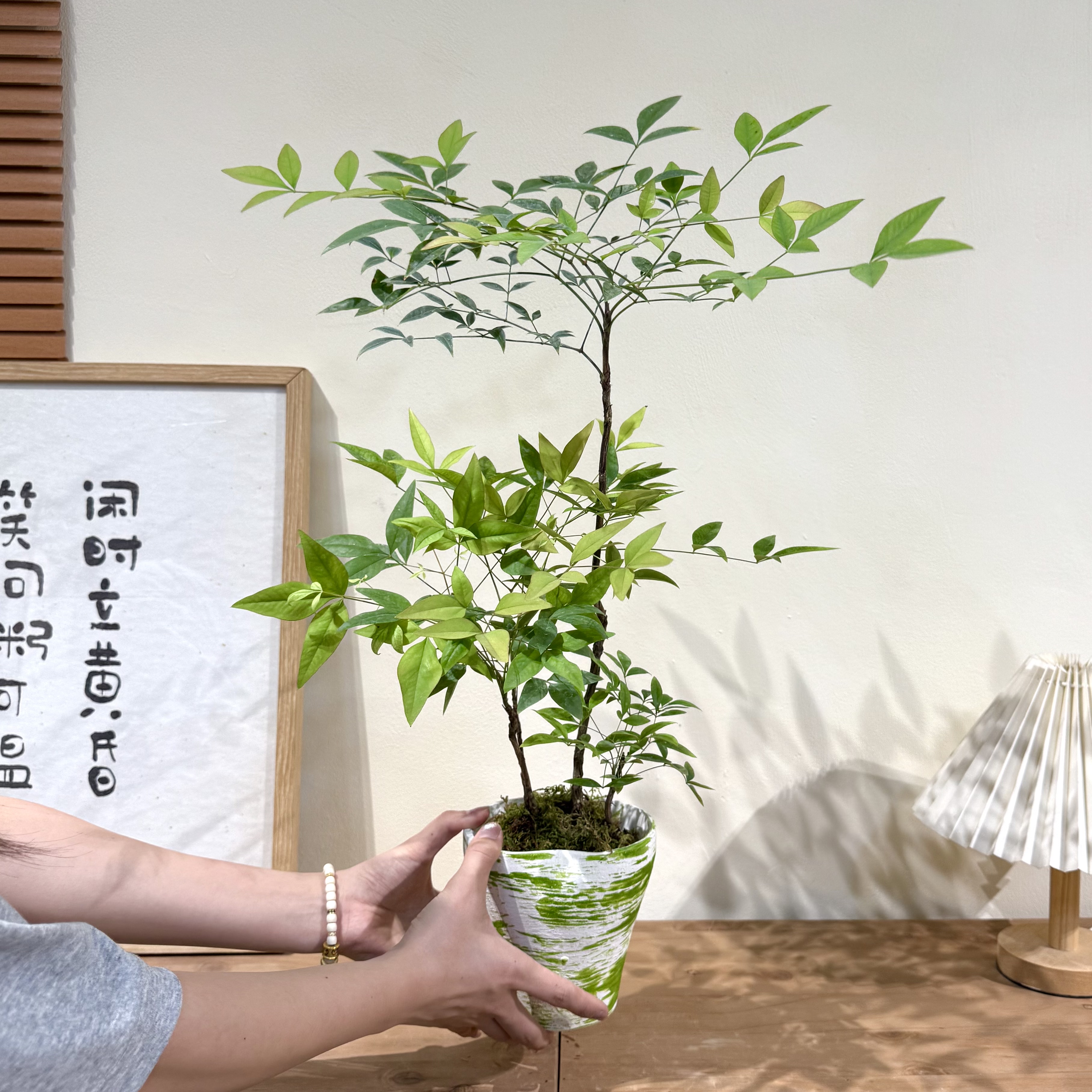 意境丛林南天竹盆栽盆景室内客厅办公室桌面观叶禅意花卉绿植