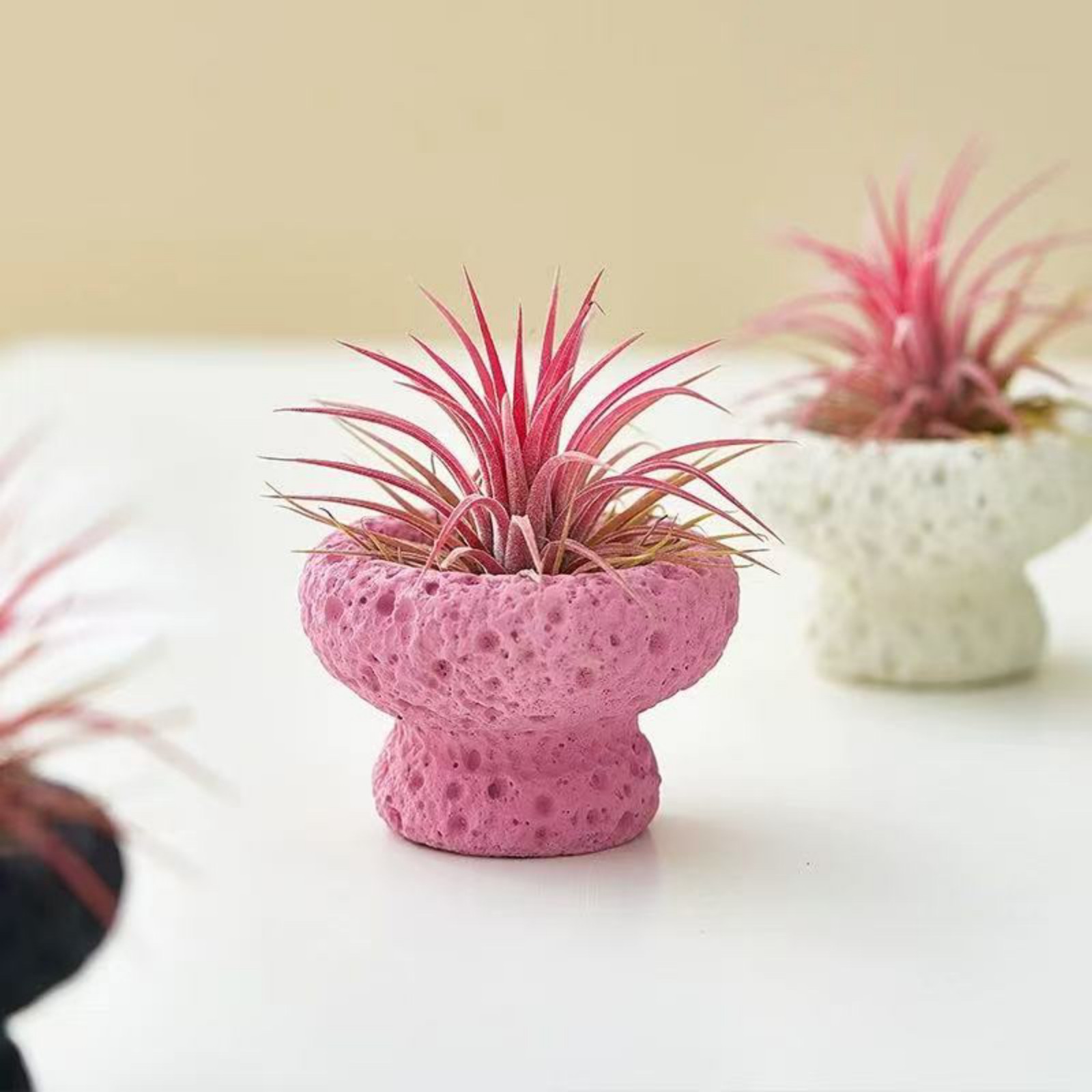 空气凤梨小盆栽创意懒人好养绿植