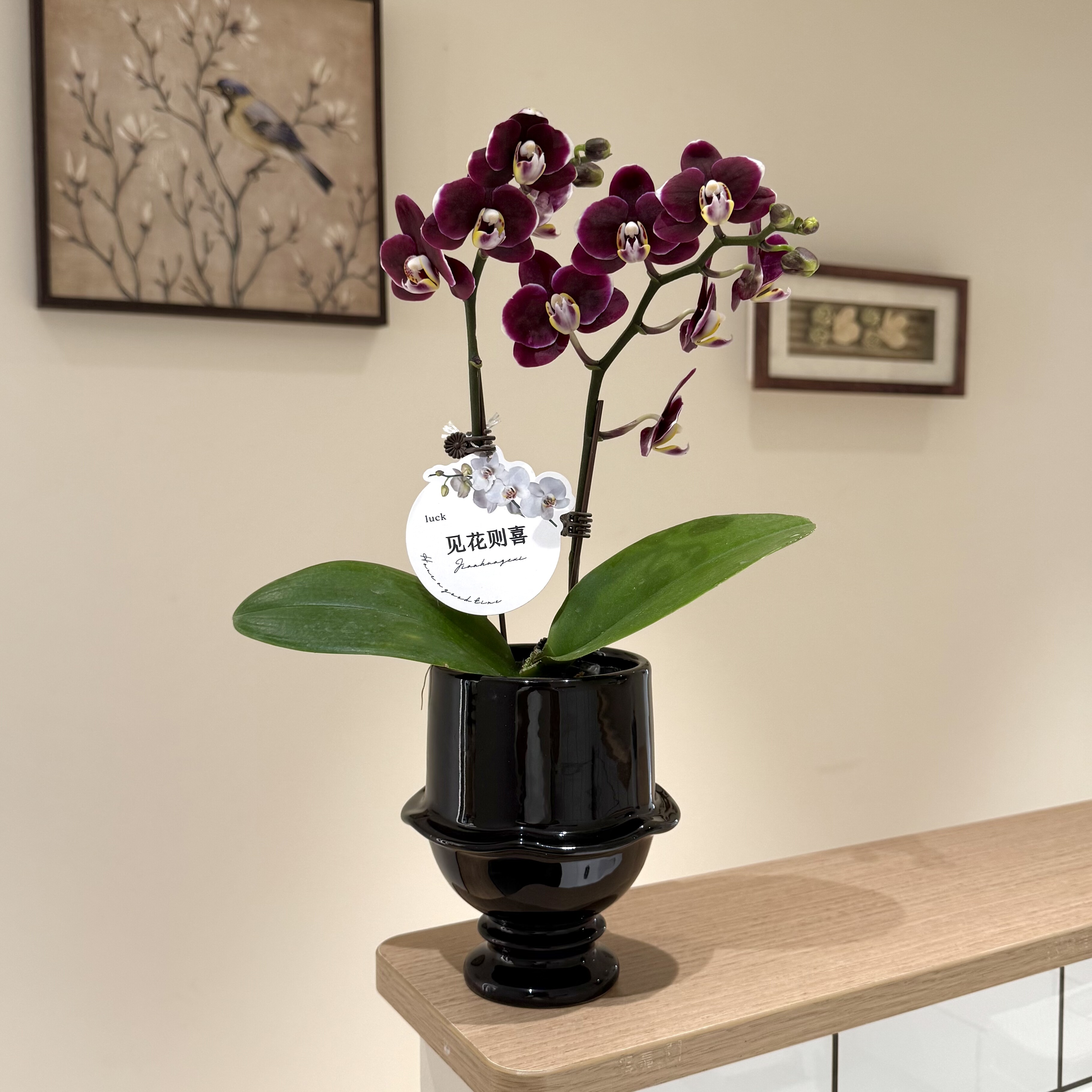 巧克力黑色系蝴蝶兰带花带花苞室内客厅办公室好养花卉乔迁送礼