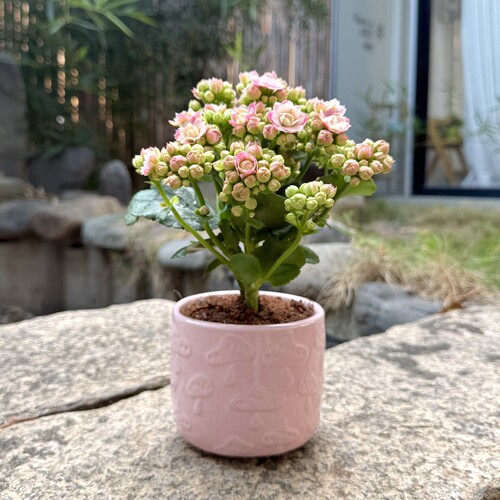 粉色长寿花盆栽开花不断爆盆花卉