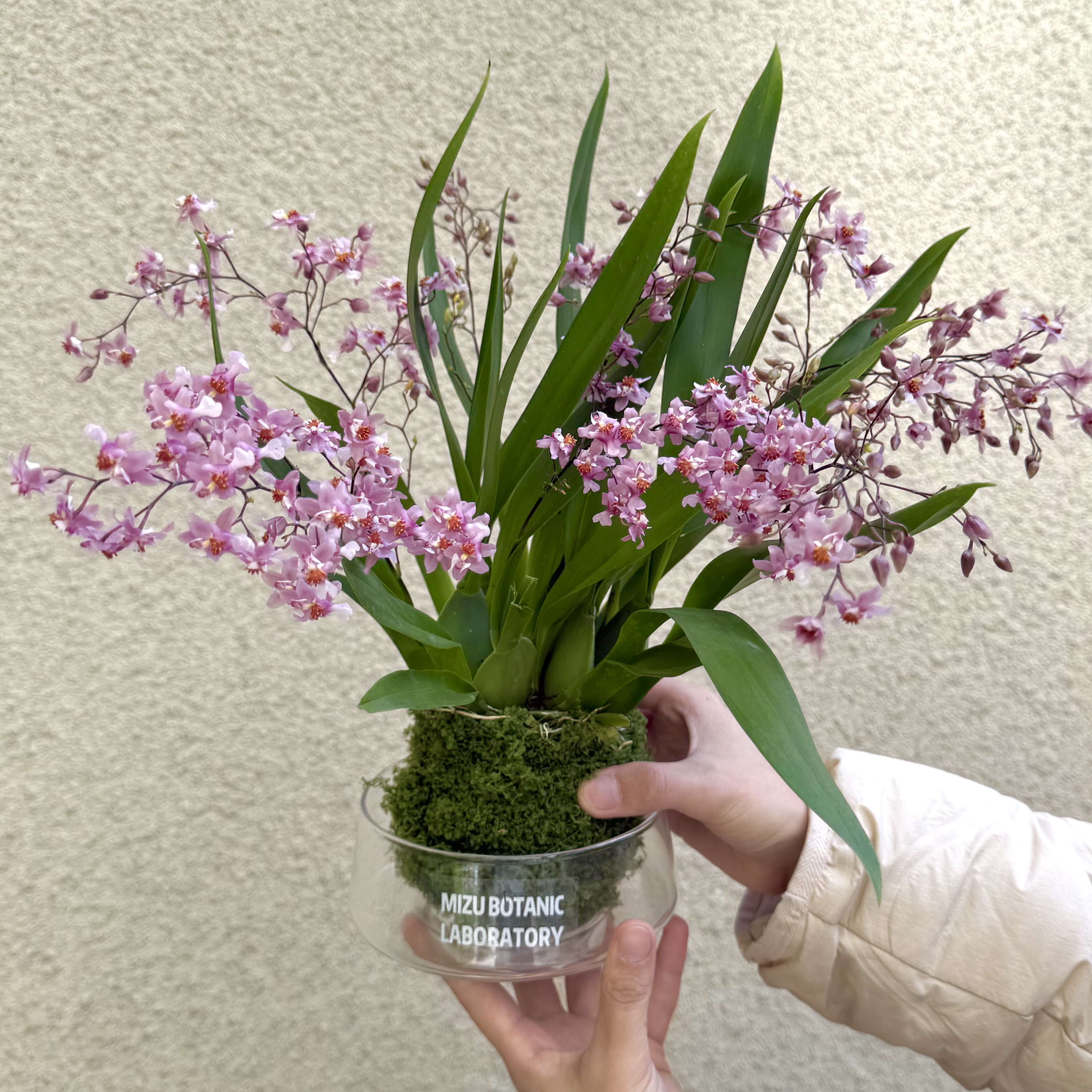 粉色梦香兰带花剑苔藓球盆栽盆景室内客厅办公室桌面好养花卉绿植