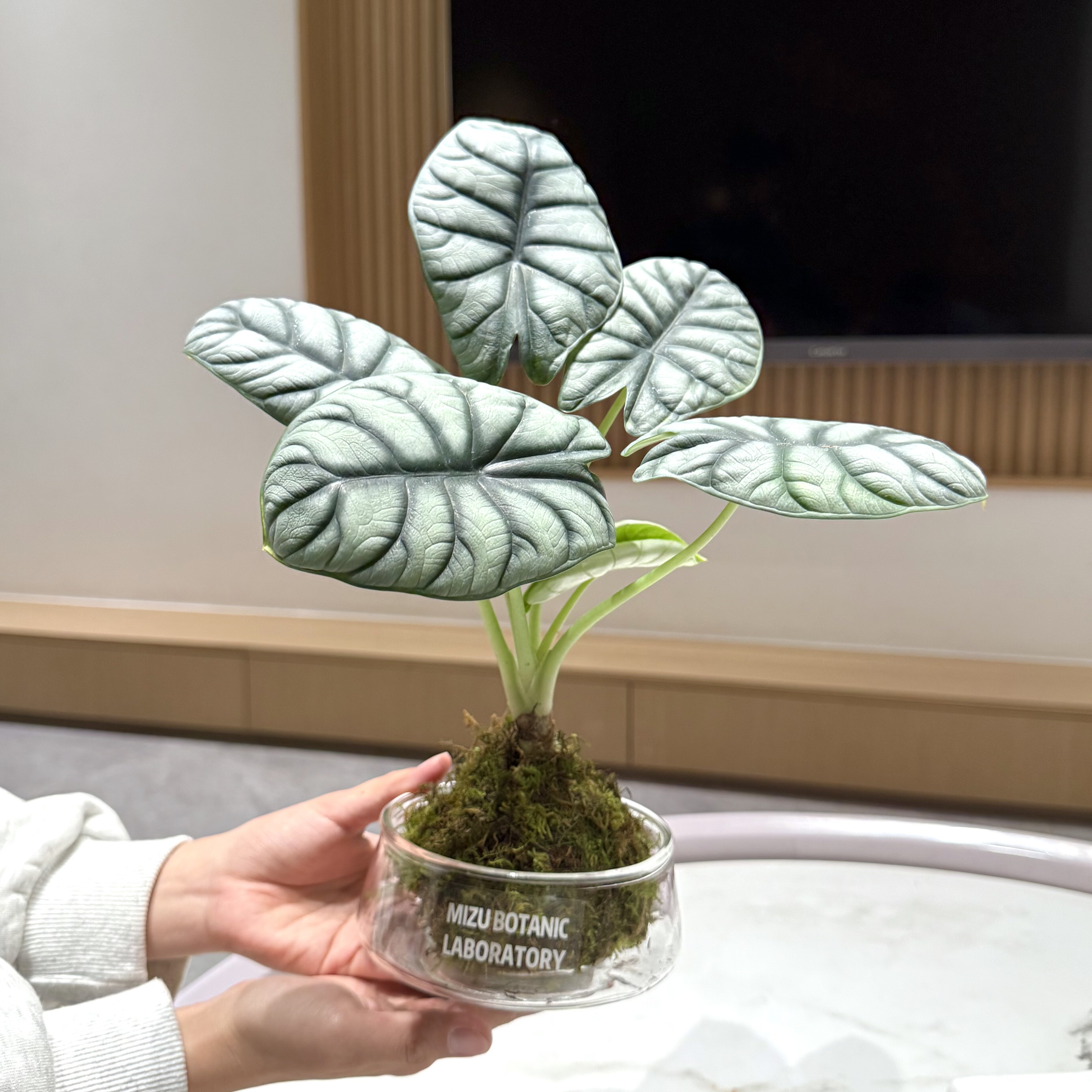 白犀牛海芋苔藓球盆栽盆景室内客厅办公室桌面观叶好养花卉绿植