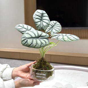 白犀牛海芋苔藓球盆栽盆景室内客厅办公室桌面观叶好养花卉绿植