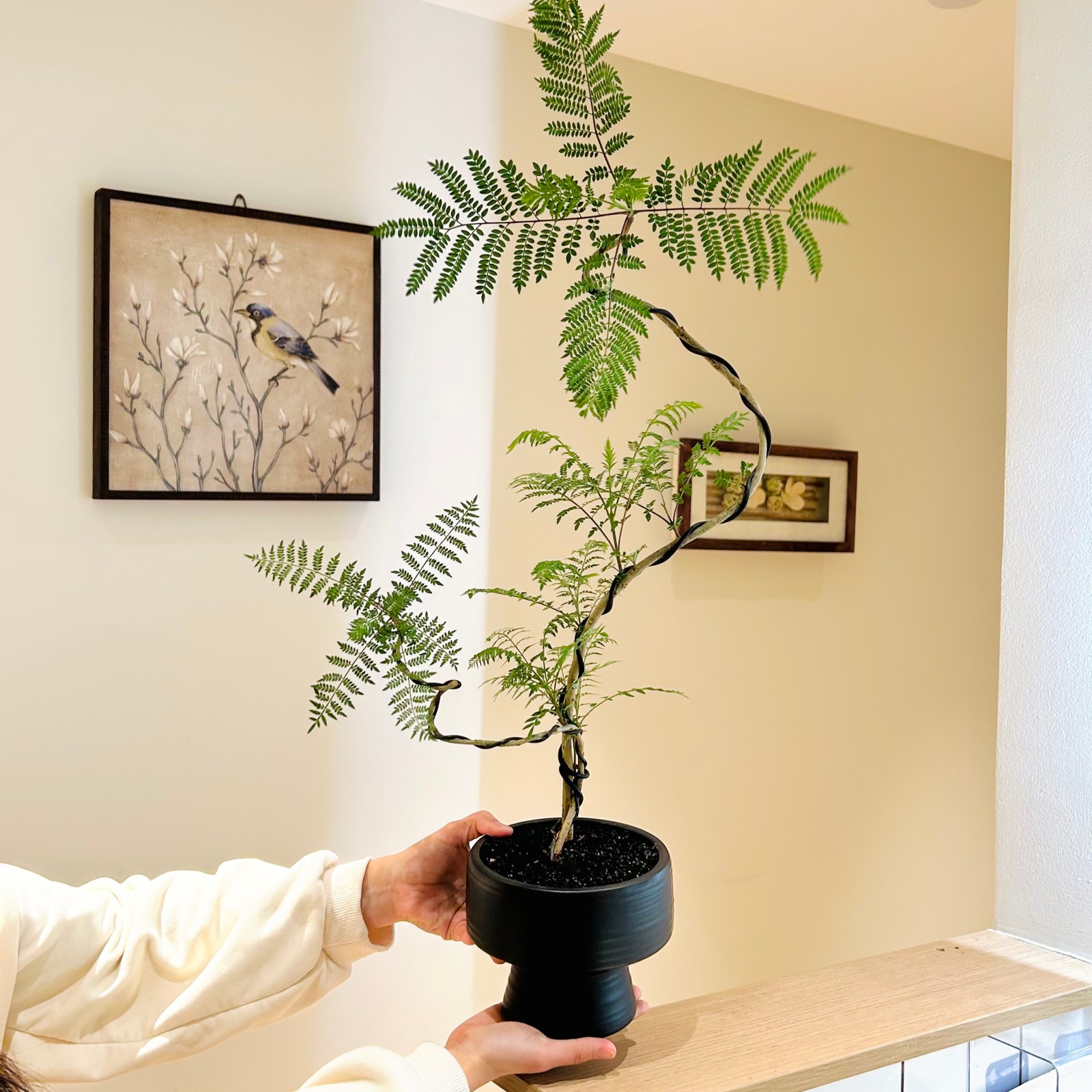 造型蓝花楹盆栽四季常青好养盆栽