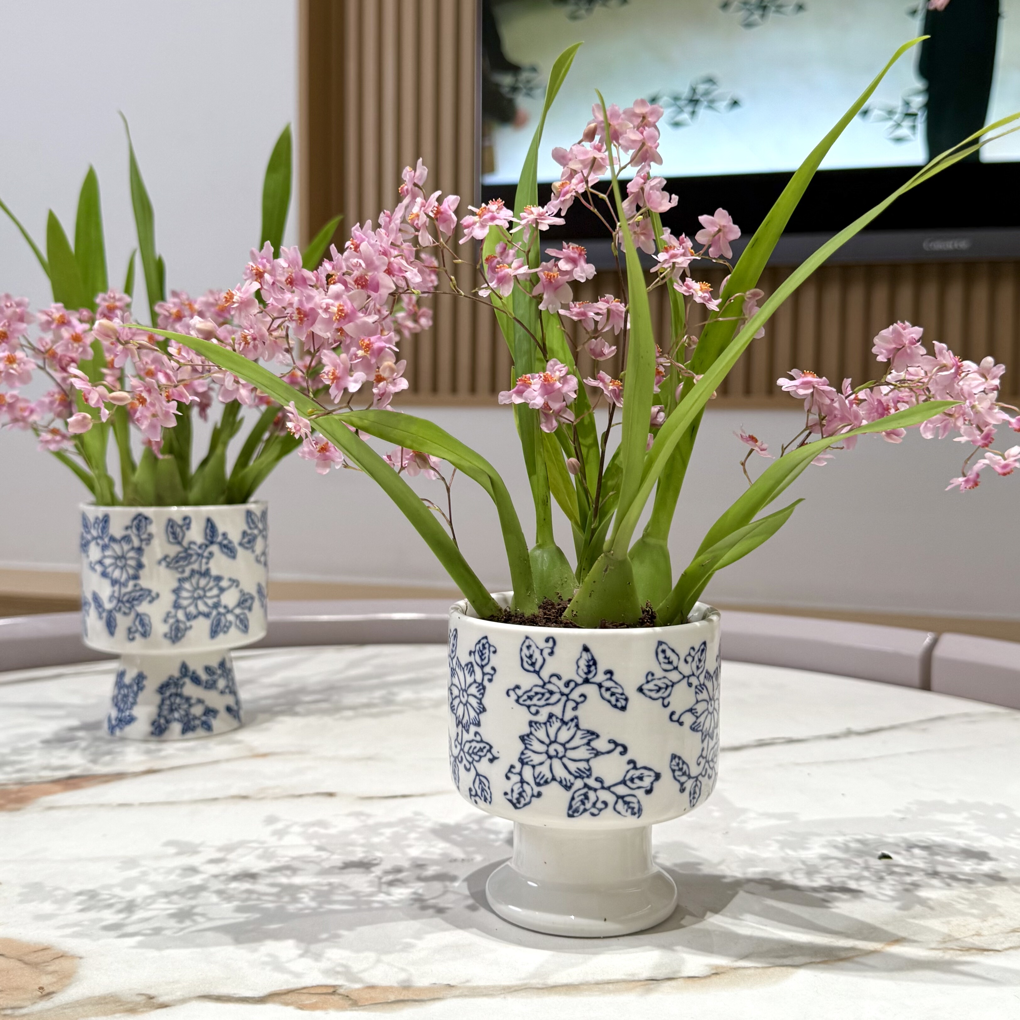 微型粉色系梦香带兰花盆栽盆景室内客厅办公室桌面观花卉绿植好养,鲜花速递/花卉仿真/绿植园艺,绿植,淘宝优惠券,粉丝福利购,淘宝优惠卷