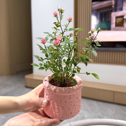 姬超微月季苔藓球盆栽好养花卉