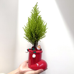 香松圣诞树带灯带盆栽盆景室内客厅办公室前台桌面绿色花卉绿植