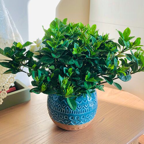 栀子花盆栽四季开花好养绿植
