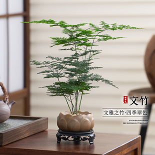 文竹绿植小盆栽室内客厅办公室新中式禅意植物懒人好养活四季盆景