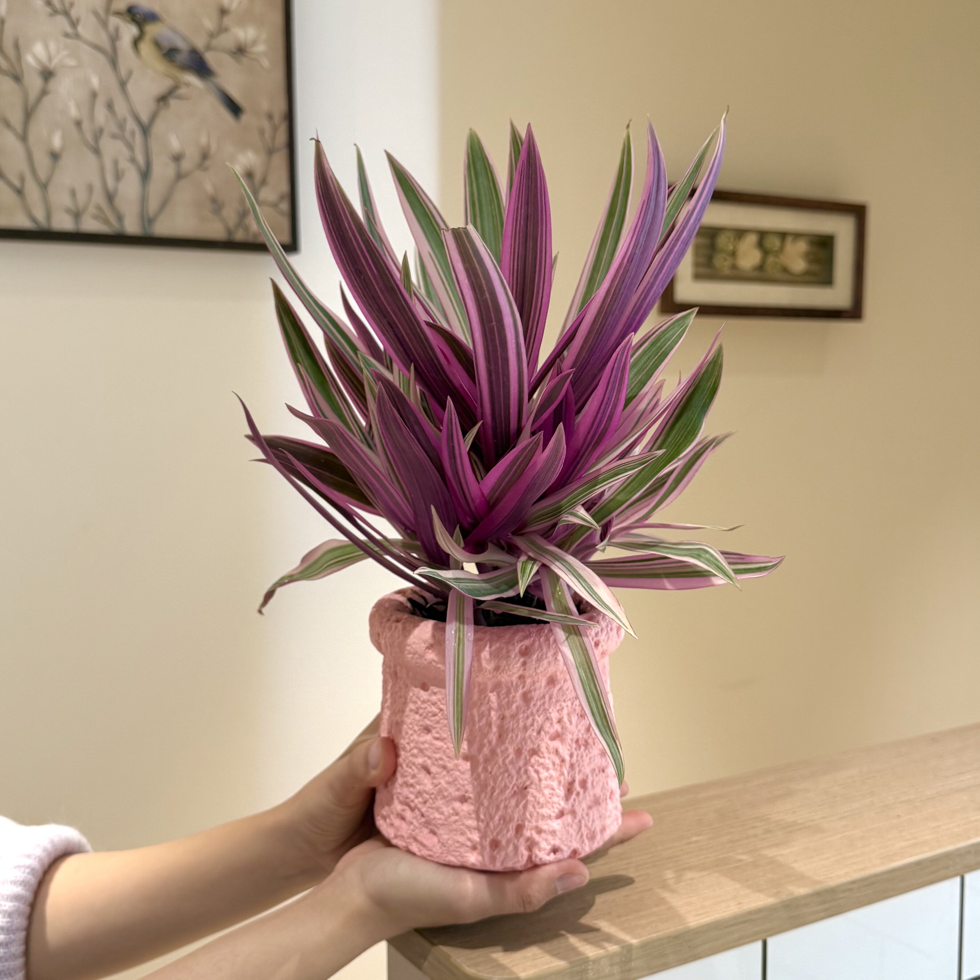 粉紫露兰花盆栽盆景室内客厅办公室桌面观叶趣味花卉绿植净化空气