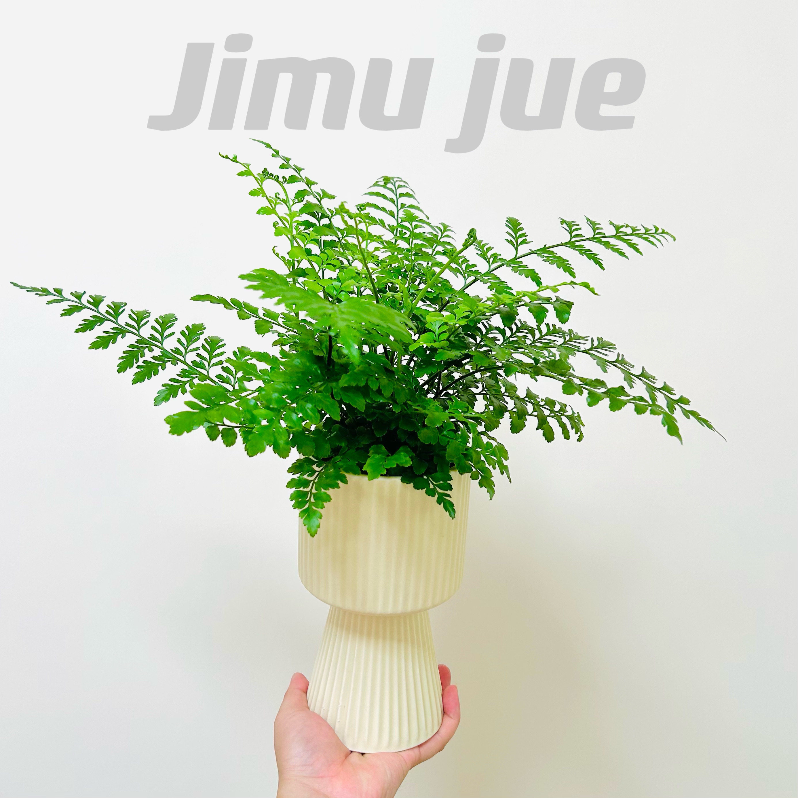 精选吉姆蕨平安蕨盆栽桌面好养图片