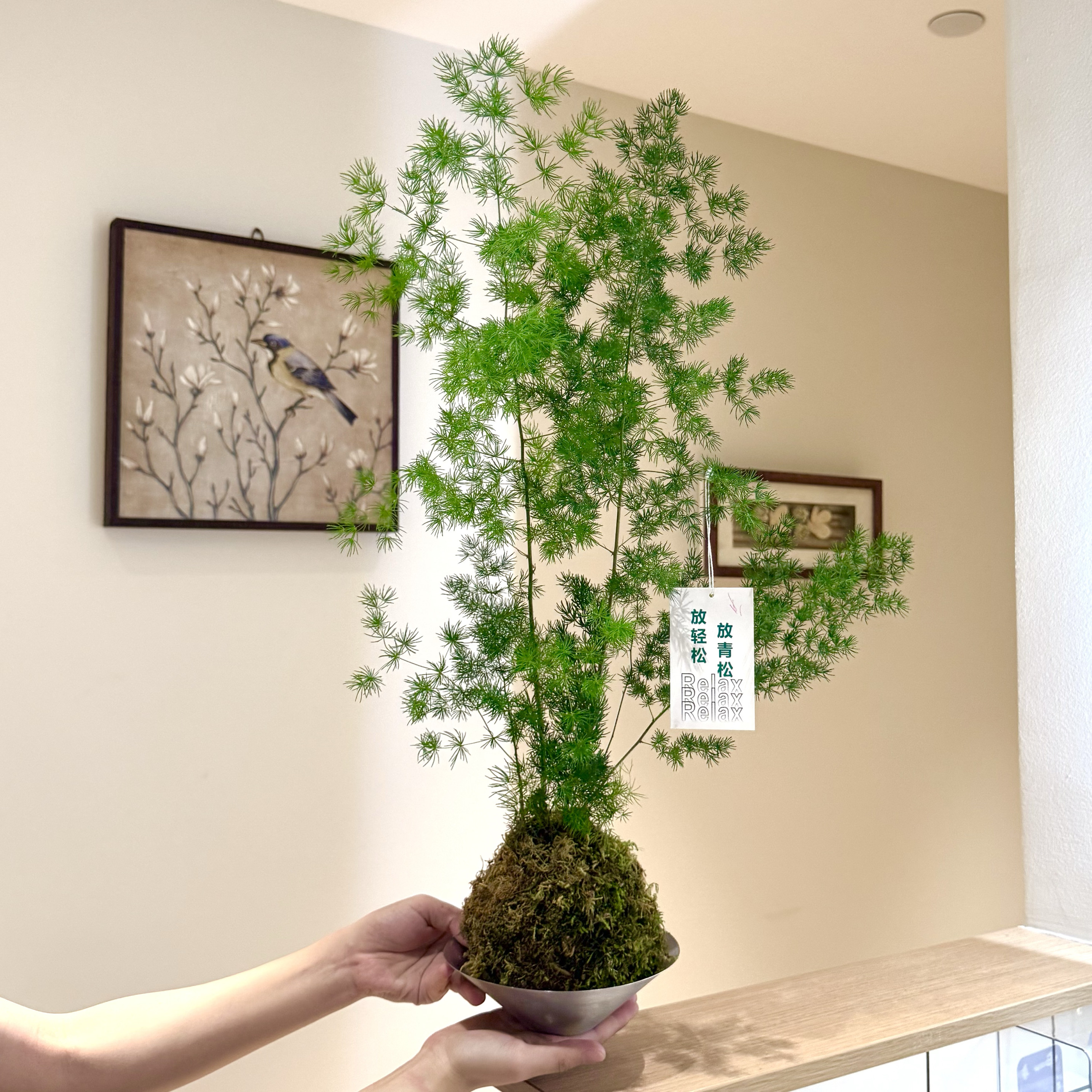 放青松蓬莱松盆栽客厅办公室桌面高级感绿植好养四季常青创意植物,鲜花速递/花卉仿真/绿植园艺,绿植,淘宝优惠券,粉丝福利购,淘宝优惠卷