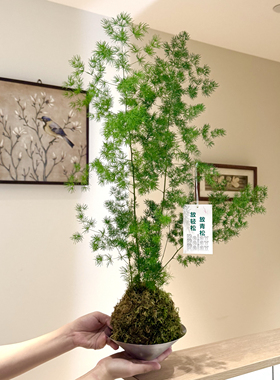 放青松蓬莱松盆栽客厅办公室桌面高级感绿植好养四季常青创意植物