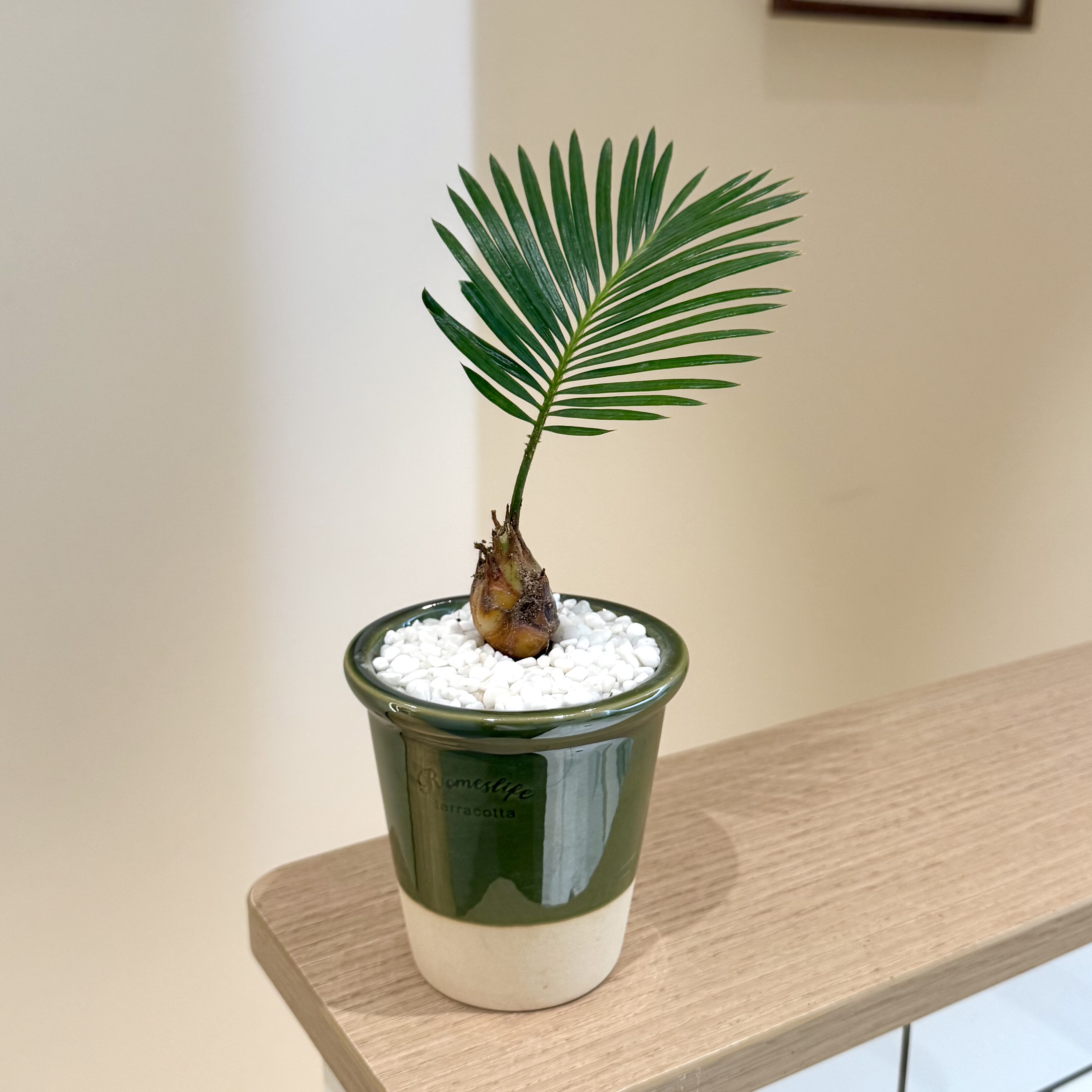 铁树宝宝盆栽耐旱ins懒人小植物