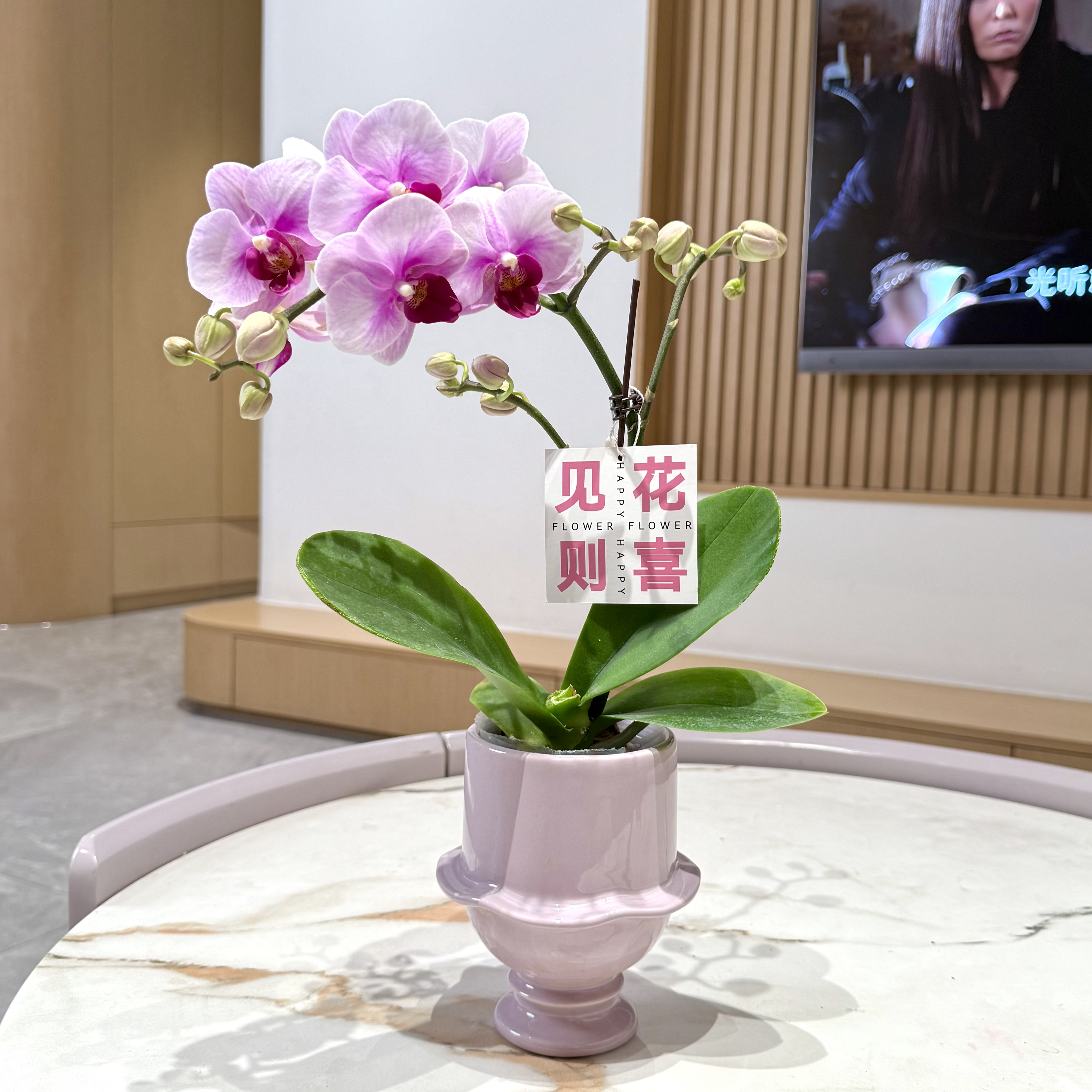 宝贝粉紫蝴蝶兰盆栽盆景室内客厅办公室桌面观花趣味带花花卉绿植