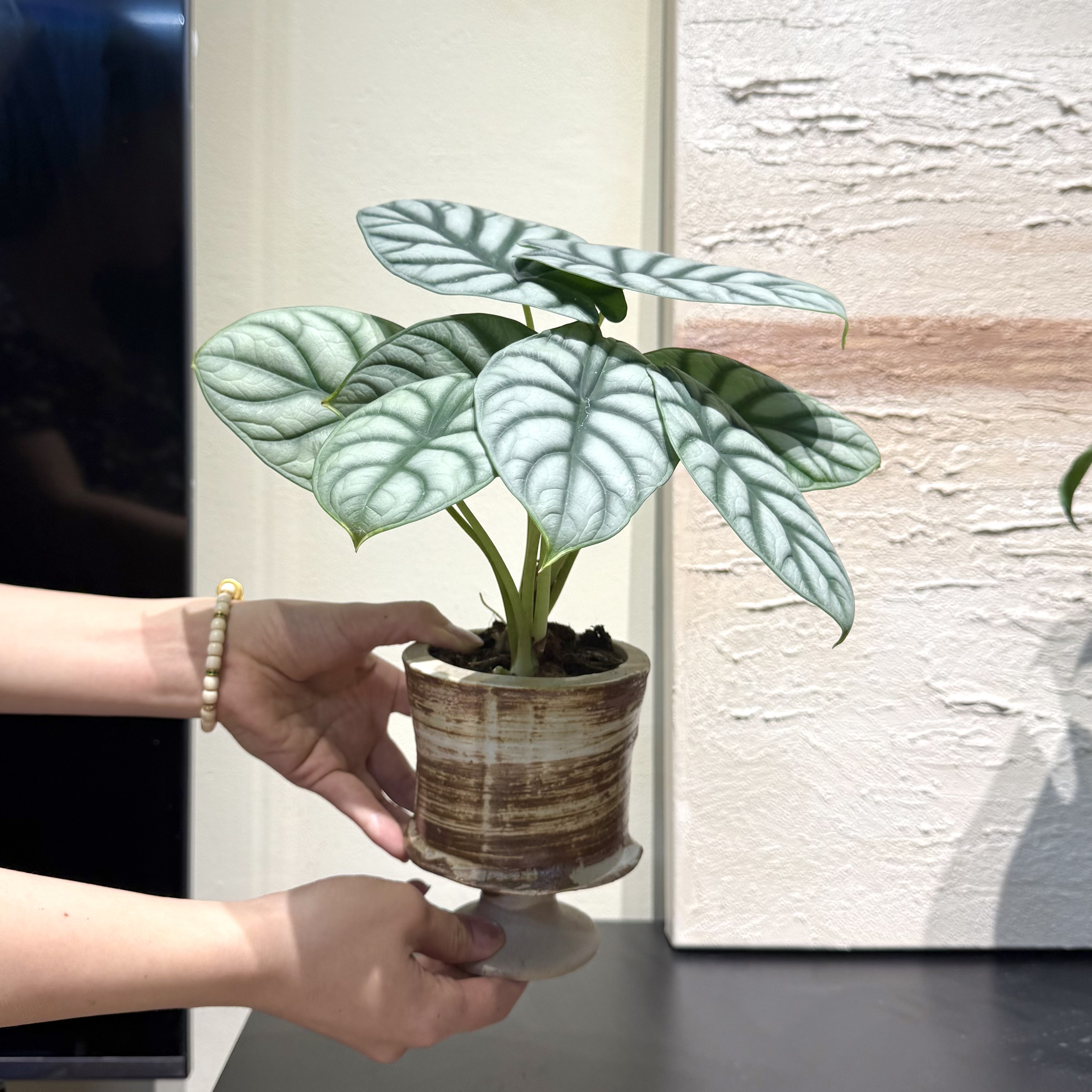 白犀牛海芋瓷盆盆栽植物盆景室内客厅办公室桌面观叶好养花卉绿植