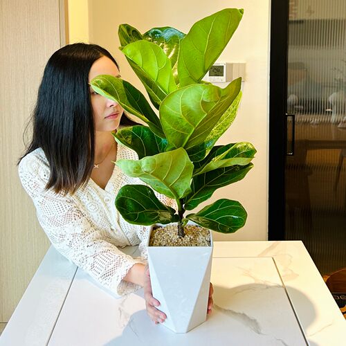 琴叶榕盆栽北欧风办公室好养绿植