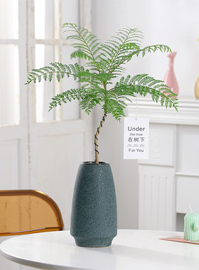 蓝花楹电视柜绿植小众好养活