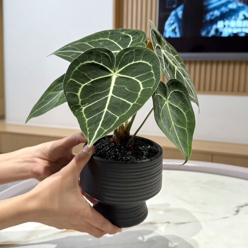 克莱恩花烛盆栽桌面四季好养绿植