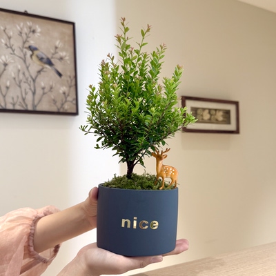 红叶小叶赤楠盆栽盆景室内客厅办公室前台桌面绿色花卉绿植好养