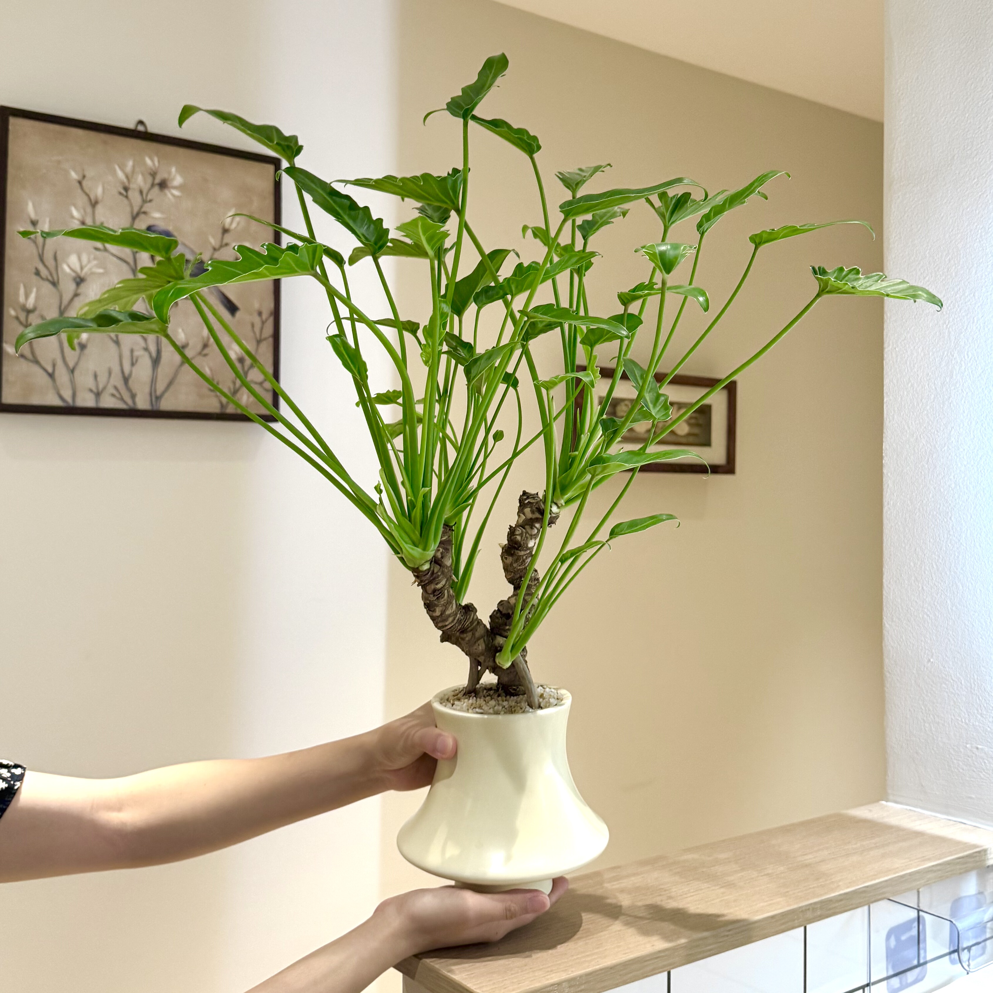 怪桩老桩龙鳞小天使春羽海芋盆栽室内外种植净化空气好养易活绿植