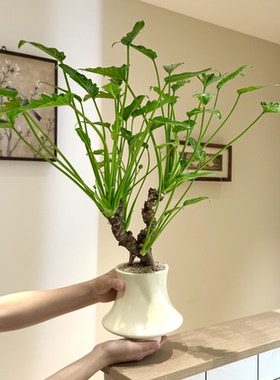 怪桩老桩龙鳞小天使春羽海芋盆栽